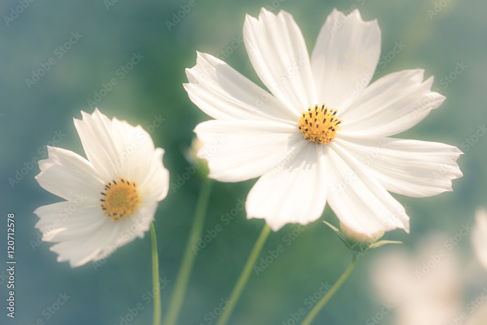 flower on soft pastel color flower on soft pastel color