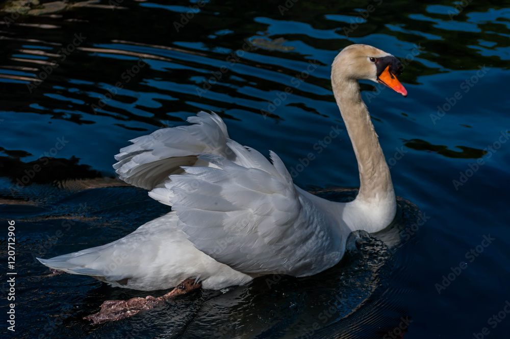 Naklejka premium Cygne blanc.