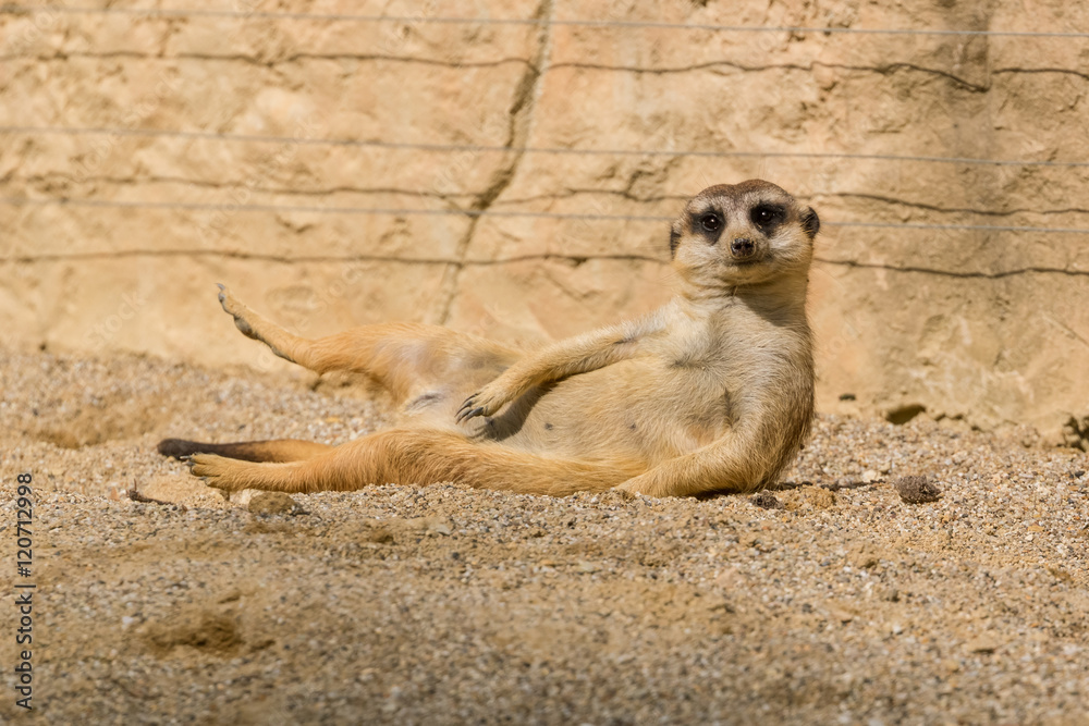 uricate lying down and enjoying the morning sun uricate lying down and enjoying the morning sun