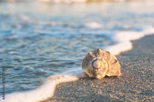Fototapeta Naklejka Na Ścianę i Meble -  Shell with wave