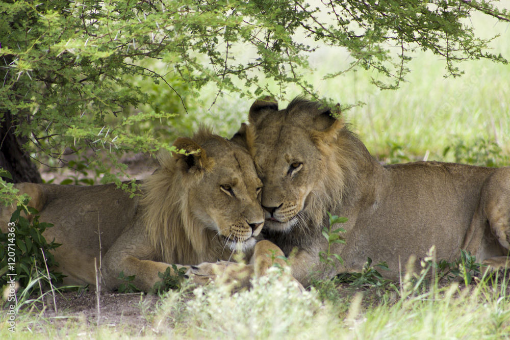 Obraz premium Amazing lions sitting and cuddling in the bush of Moremi Wild li