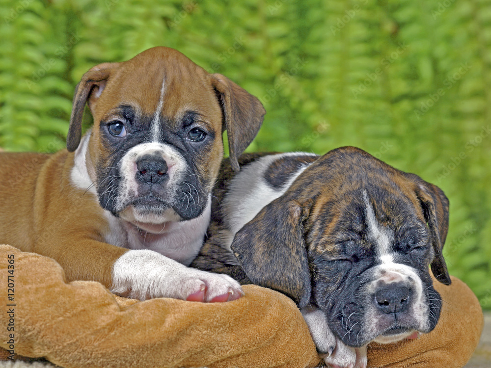 Two Boxer puppies on blanket in house Two Boxer puppies on blanket in house