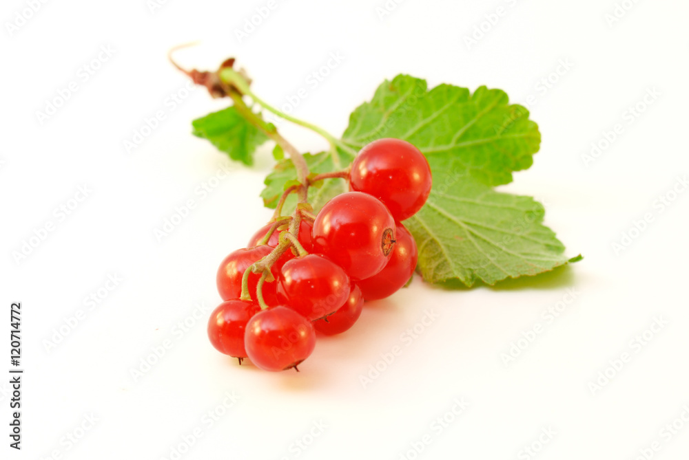 Red currant Red currant
