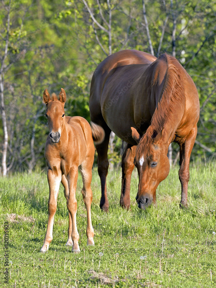 Fototapeta premium Quarter Horse Mare and few week old Foal at pasture