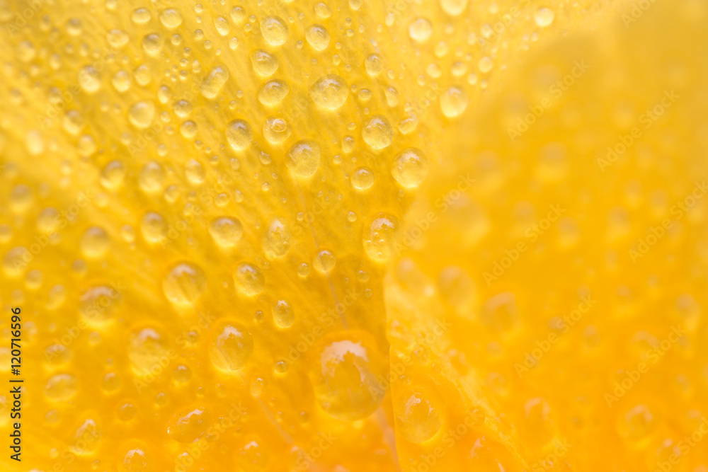 water droplets on petals of yellow hibiscus flower, abstract nature background water droplets on petals of yellow hibiscus flower, abstract nature background