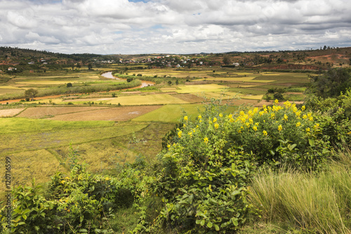 Wallpaper Mural Rice paddy field scenery near Antananarivo, Antananarivo Province, Eastern Madagascar Torontodigital.ca