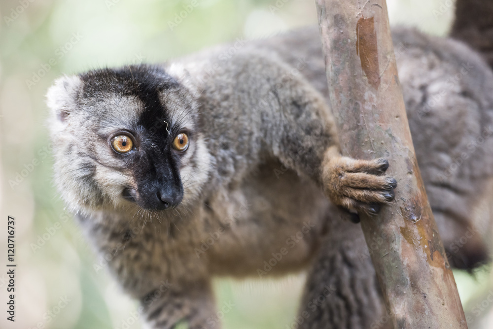 Common brown lemur (Eulemur fulvus), Lemur Island, Andasibe National Park, Madagascar Common brown lemur (Eulemur fulvus), Lemur Island, Andasibe National Park, Madagascar