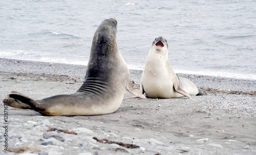 two wild seal fighting in antarctica