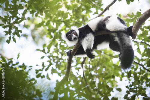 Black and white ruffed lemur (Varecia variegata), endemic to Madagascar, seen on Lemur Island, Andasibe National Park, Madagascar