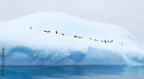 iceberg floating in antarctica with penguins