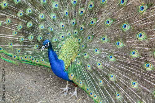 Peacock (Pavo Cristatus), Sequim, Olympic Peninsula, Washington photo