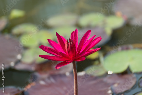 Pink tropical  waterlily in the water
