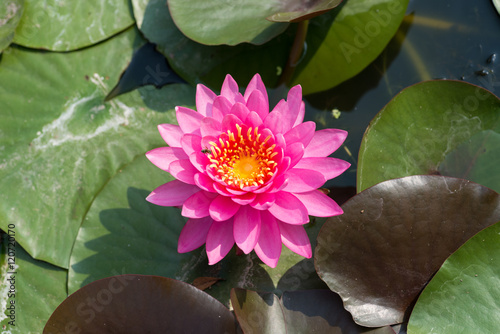 Pink tropical  waterlily with bee in the water