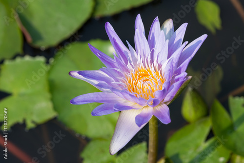 Purple tropical  waterlily in the water