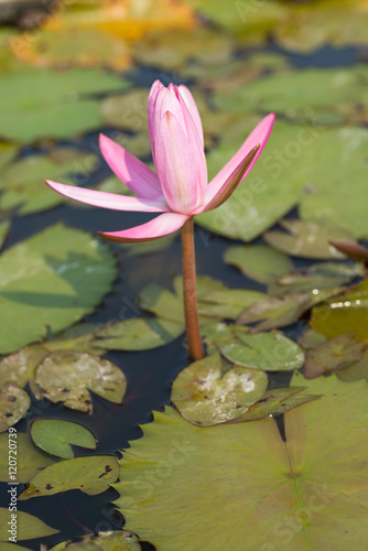 Pink tropical  waterlily in the water