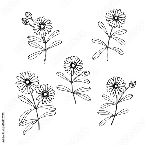 vector set of calendula daisy flowers silhouette