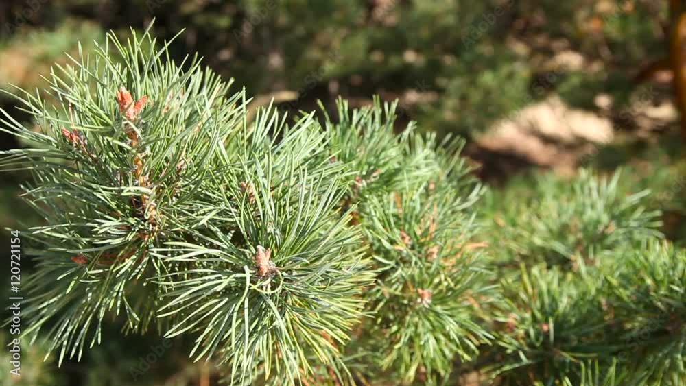 pine branch sways in the wind. Close up pine branch sways in the wind. Close up