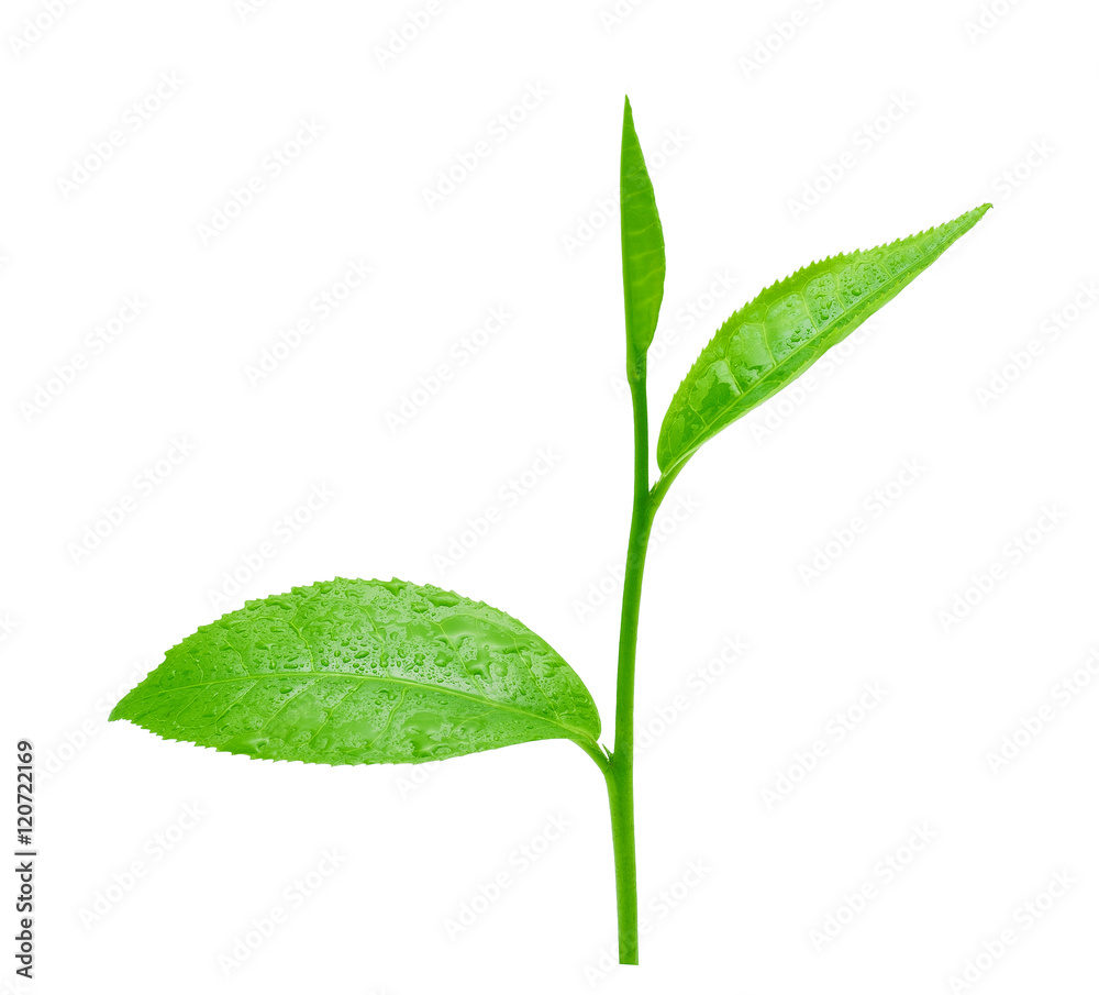 green leaves tea with drops of water isolated on white backgroun green leaves tea with drops of water isolated on white backgroun