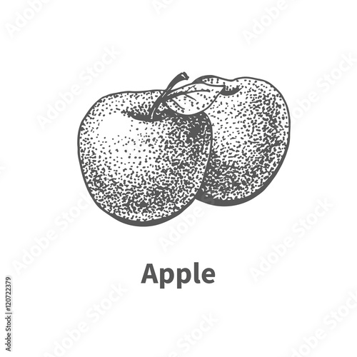 Vector illustration hand-drawn apple