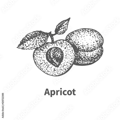 Vector illustration hand-drawn apricot