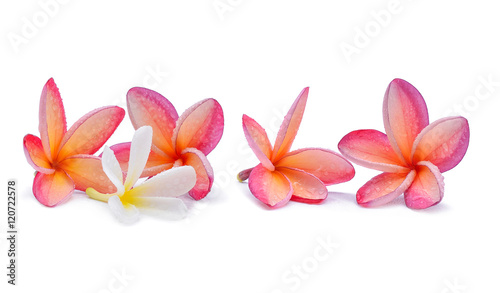 Frangipani flower with water droplets on white background