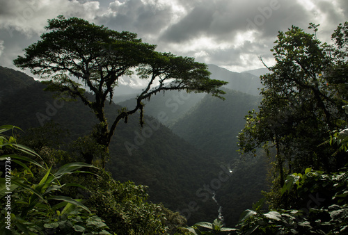 Rainforest in Costa Rica.