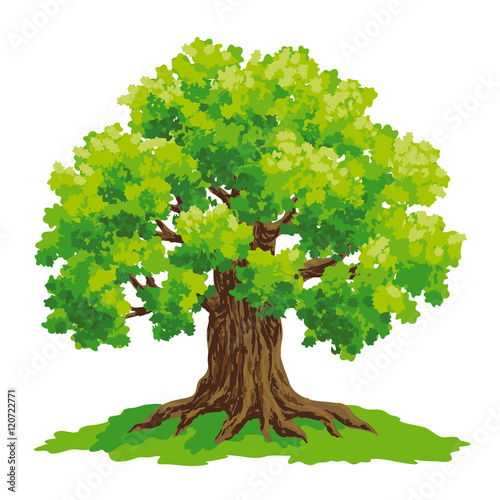 Oak tree - vector drawing