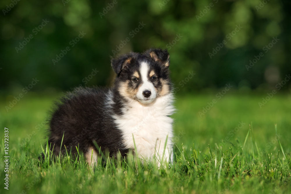 adorable sheltie puppy standing outdoors adorable sheltie puppy standing outdoors