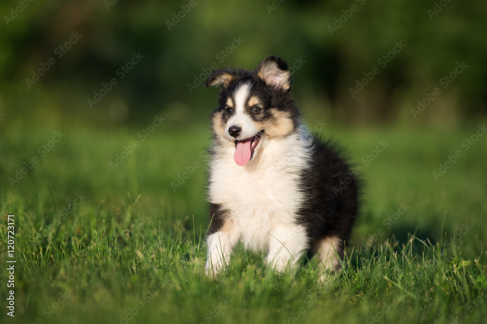 happy sheltie puppy walking outdoors