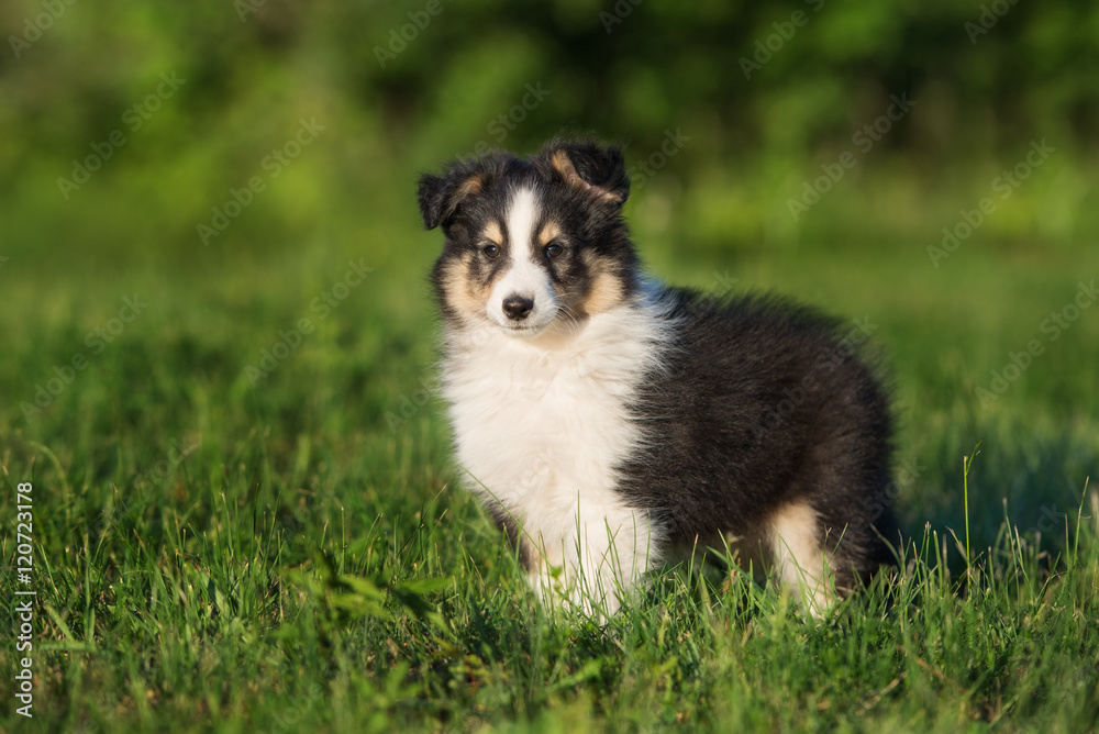 adorable sheltie puppy standing on grass