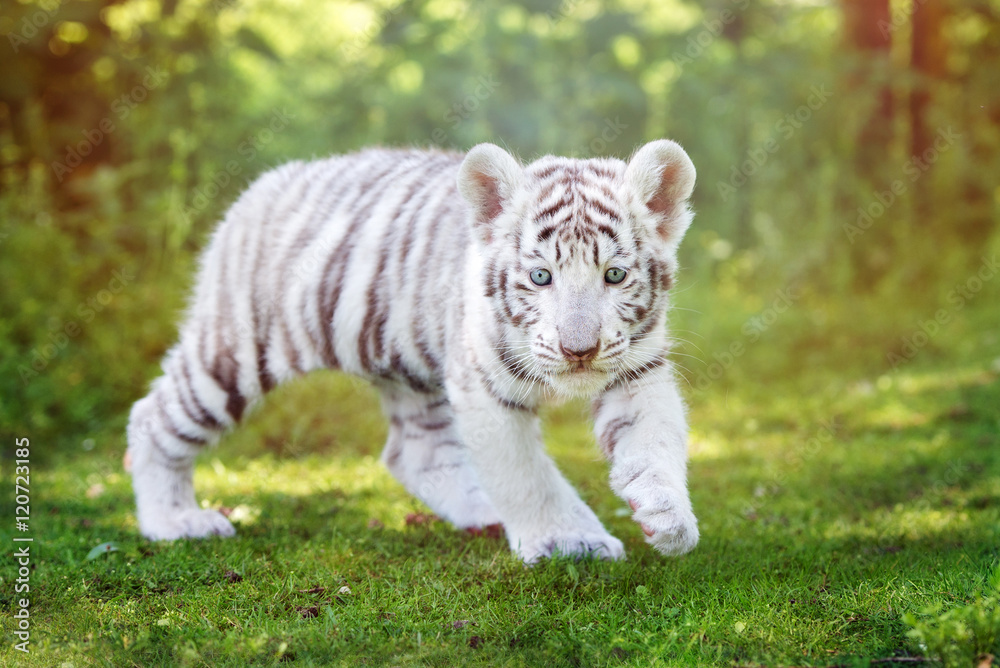 Naklejka premium biały tygrys cub chodzenie na zewnątrz