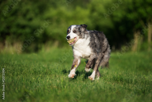 border collie dog running outdoors