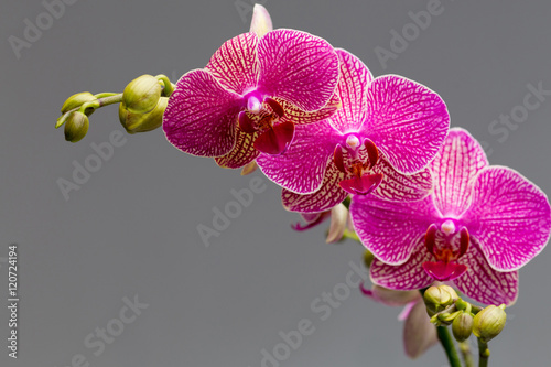 Orchid. photo