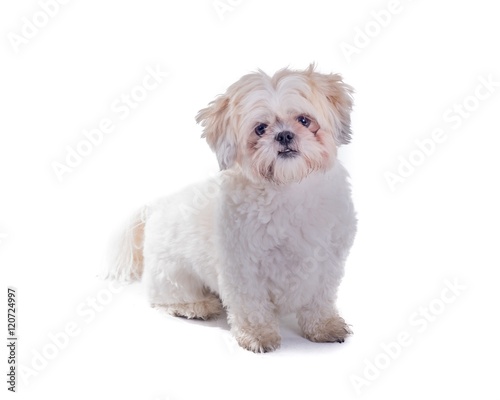 Dog on white background, taken in a studio.