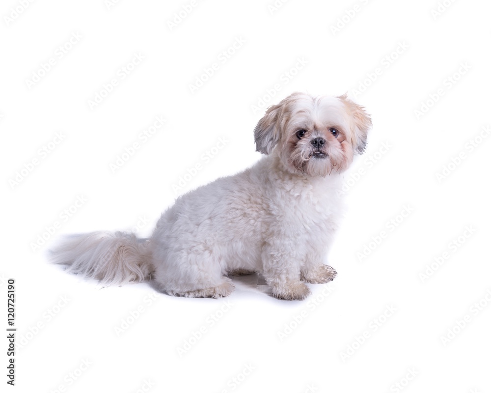 Dog on white background, taken in a studio. Dog on white background, taken in a studio.