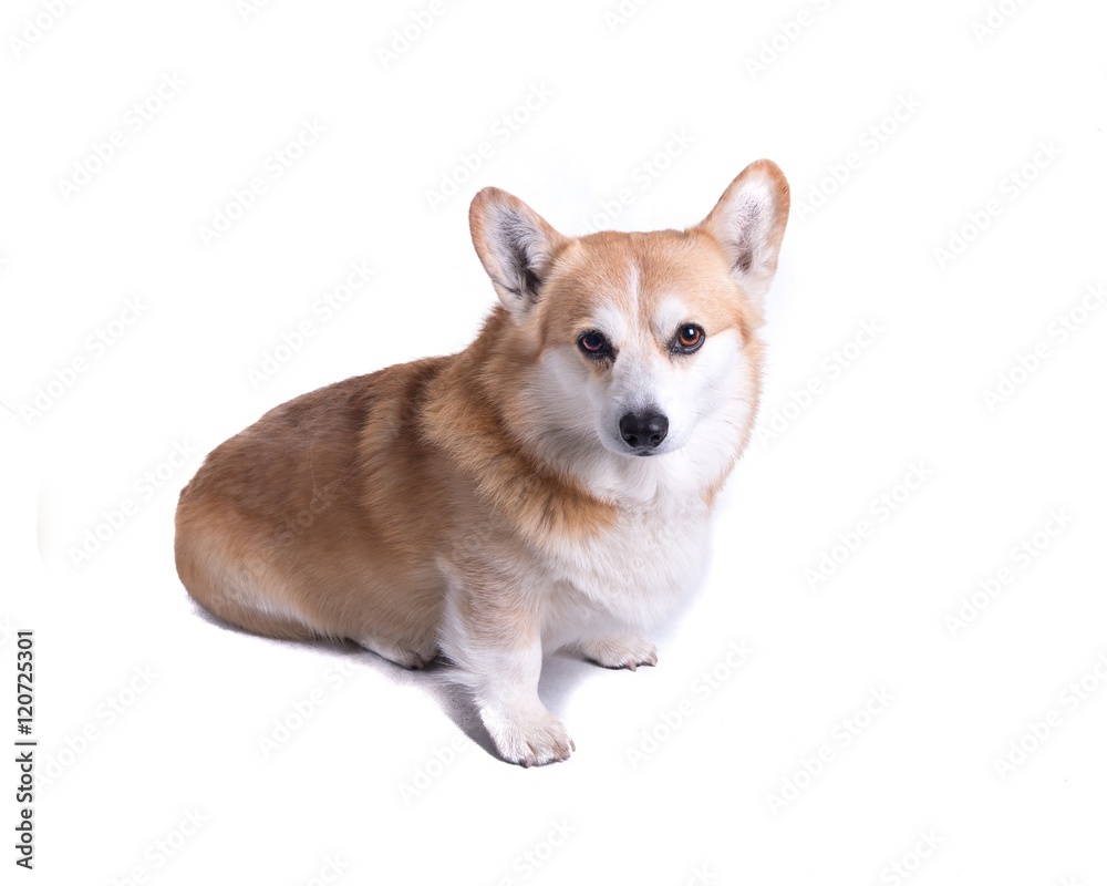 Dog on white background, taken in a studio.