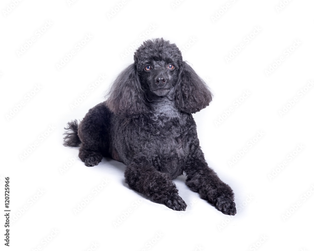 Dog on white background, taken in a studio. Dog on white background, taken in a studio.