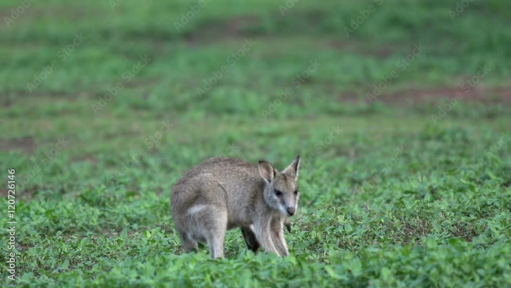 Little Wallaby itchy and looking towards the camera in Mission Beach , Australia Little Wallaby itchy and looking towards the camera in Mission Beach , Australia