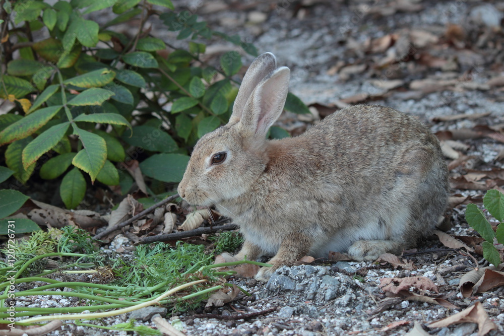 Fototapeta premium 野うさぎ