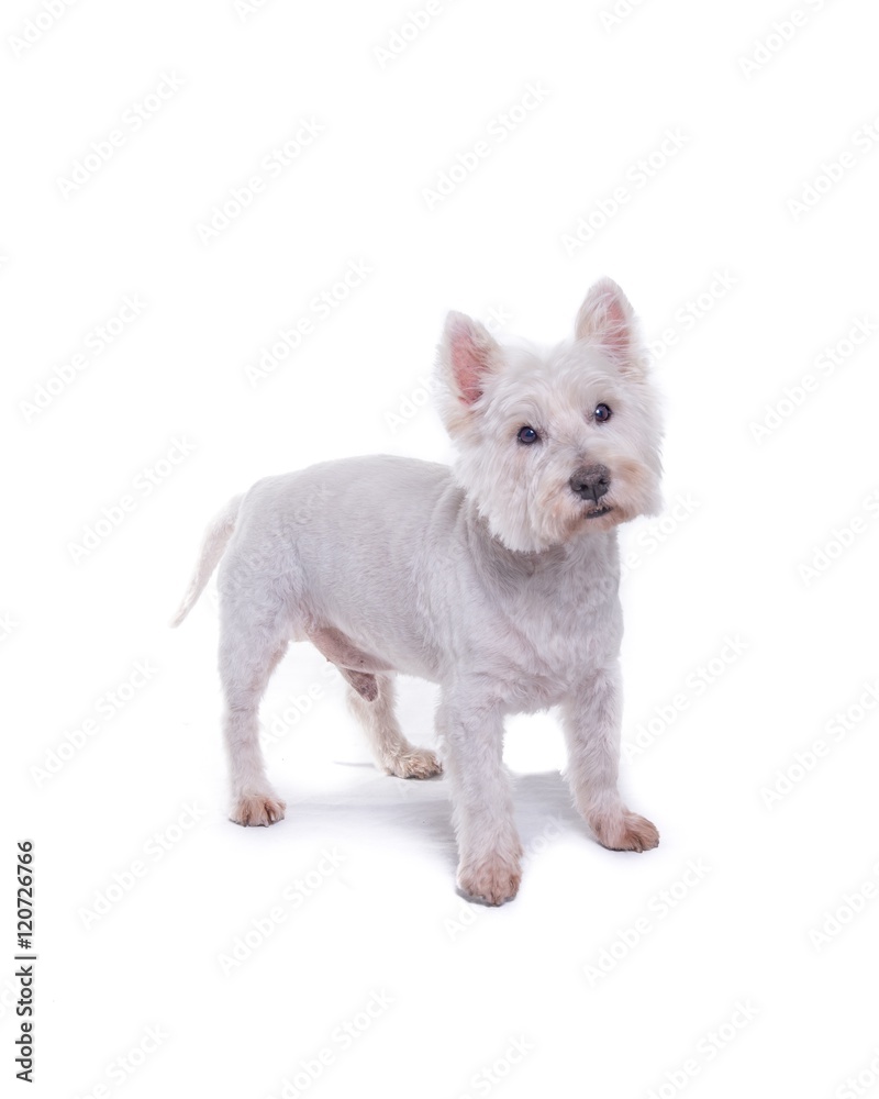 Dog on white background, taken in a studio. Dog on white background, taken in a studio.
