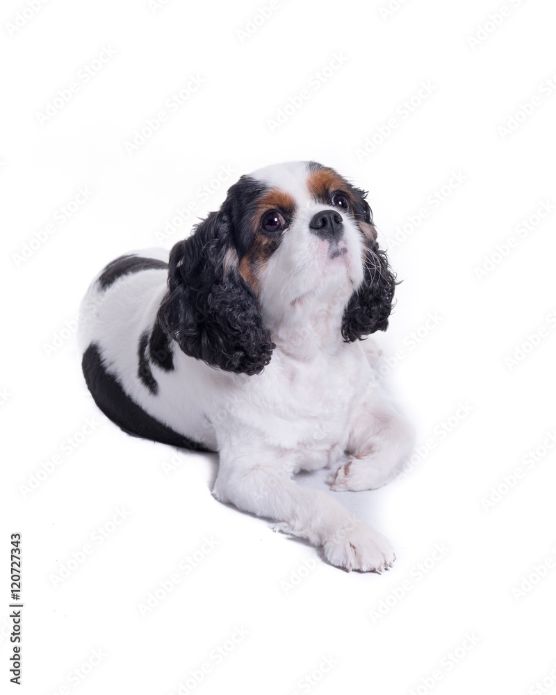 Dog on white background, taken in a studio. Dog on white background, taken in a studio.