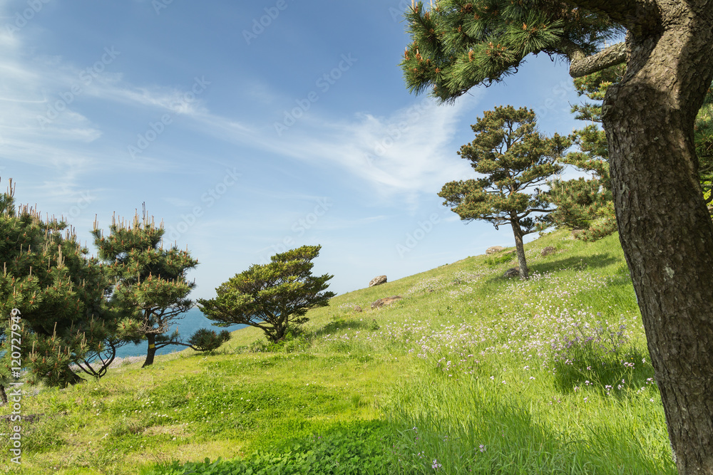 View of a blue sky, grassland and trees on a slope at the Seongsan Ilchulbong ( View of a blue sky, grassland and trees on a slope at the Seongsan Ilchulbong (
