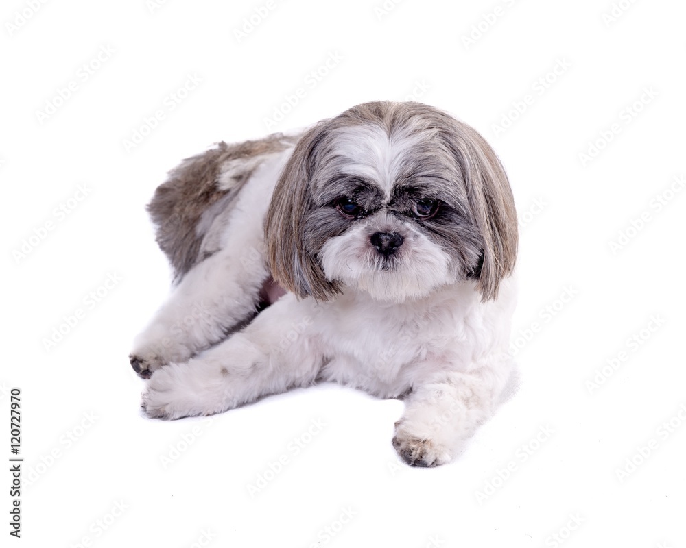 Dog on white background, taken in a studio. Dog on white background, taken in a studio.