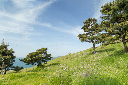 View of a blue sky  flowering plants  grassland and trees on a slope at the Seongsan Ilchulbong   Sunrise Peak   on Jeju Island in South Korea. Copy space.