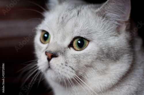 Cat British Shorthair breed