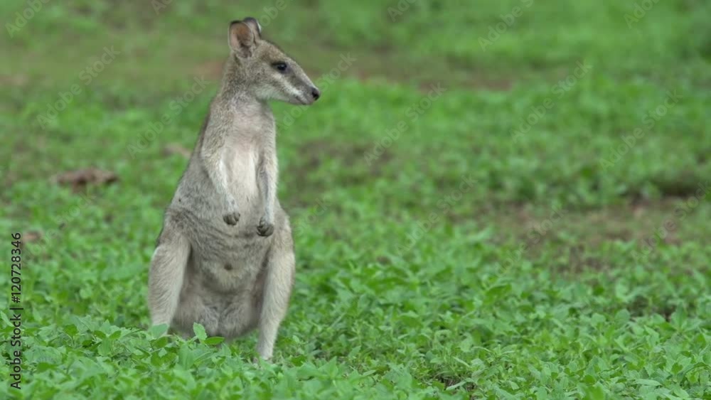 Wallaby walking towards the camera in Mission Beach Queensland, Australia. Wallaby walking towards the camera in Mission Beach Queensland, Australia.
