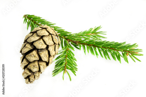 Spruce branch with cone on a white