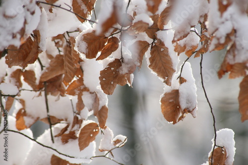 schneebedeckter Buchenast photo