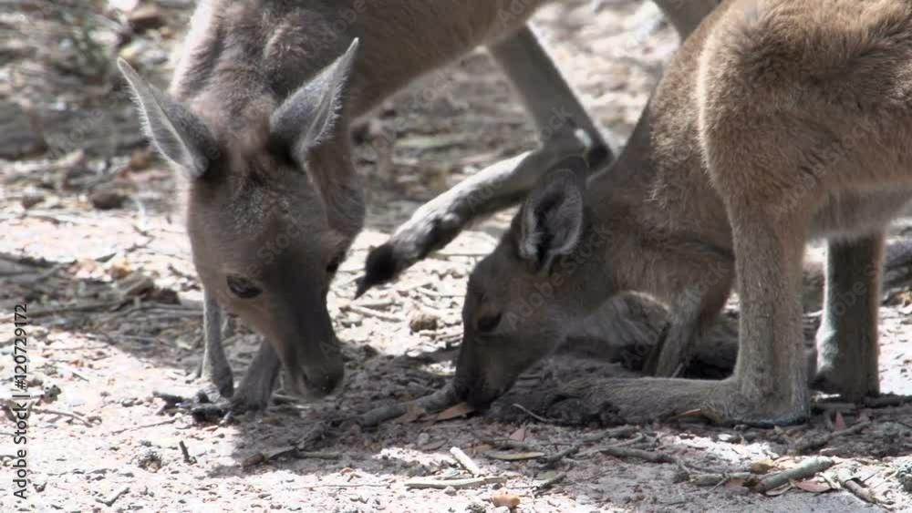 Close up from baby and mother kangaroo eating in Cape Le Grand National Park Close up from baby and mother kangaroo eating in Cape Le Grand National Park