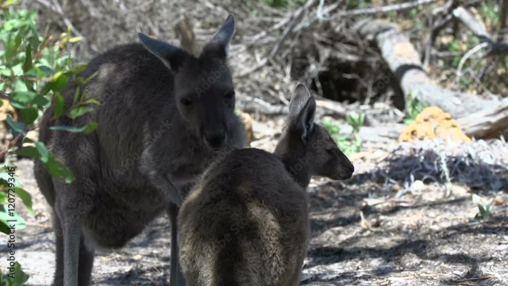 Mother kangaroo cleaning her baby in Cape Le Grand National Park Mother kangaroo cleaning her baby in Cape Le Grand National Park